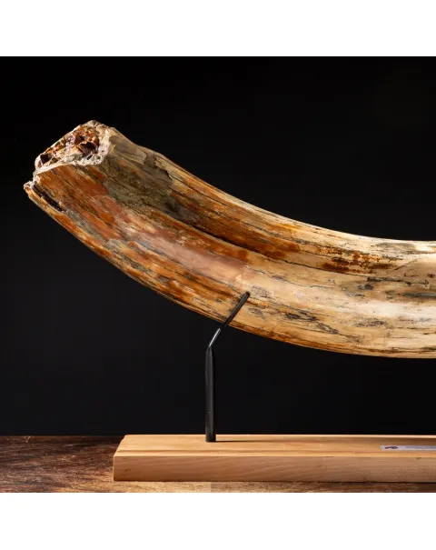 Zanna Avorio Mammut