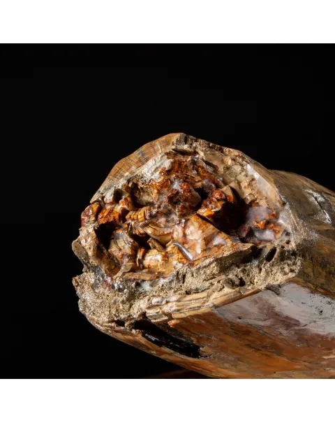 Zanna Avorio Mammut