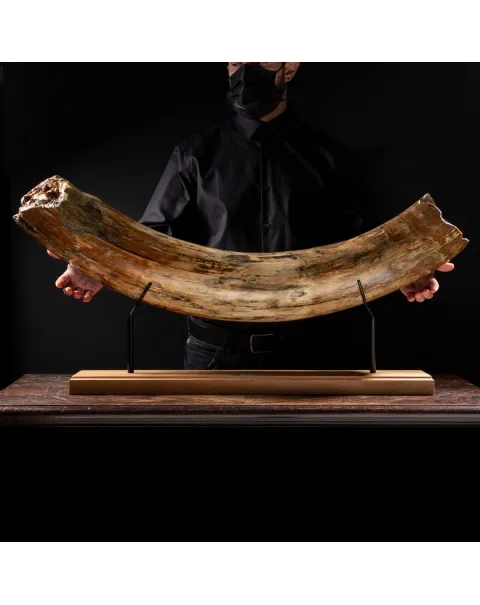 Zanna Avorio Mammut