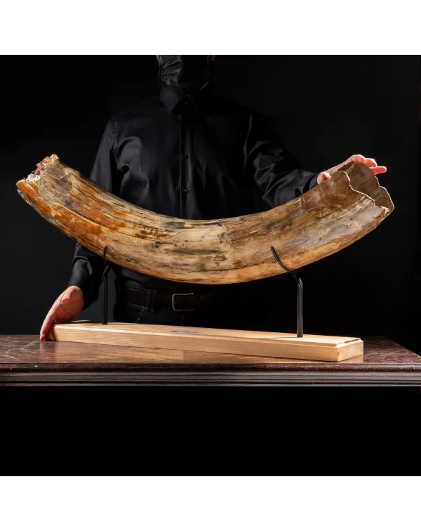 Zanna Avorio Mammut