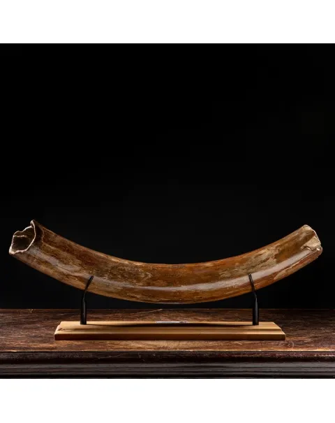 Zanna Avorio Mammut