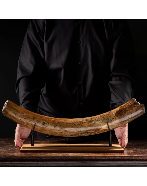 Zanna Avorio Mammut
