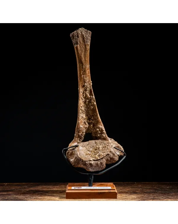 Vertebra Mammuthus Primigenius