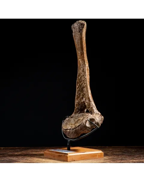 Vertebra Mammuthus Primigenius