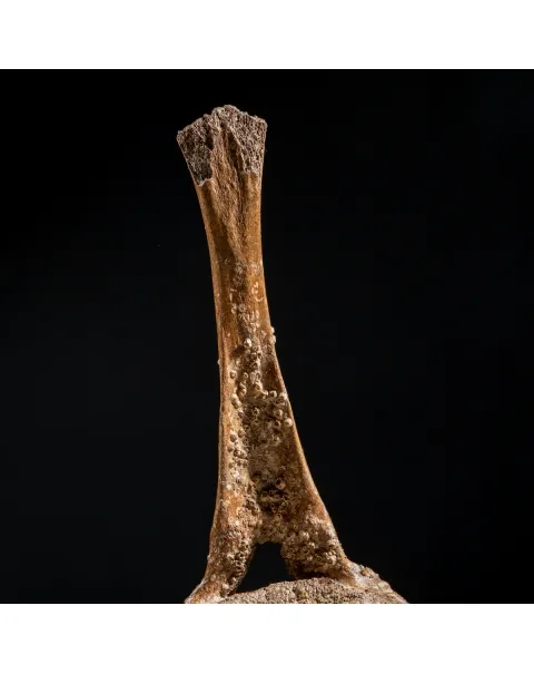 Vertebra Mammuthus Primigenius