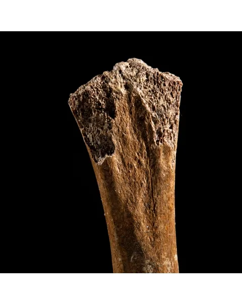 Vertebra Mammuthus Primigenius
