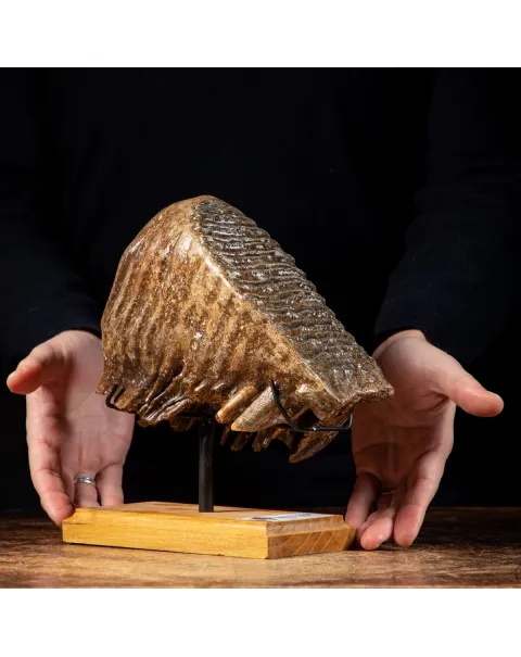 Molare di Mammut