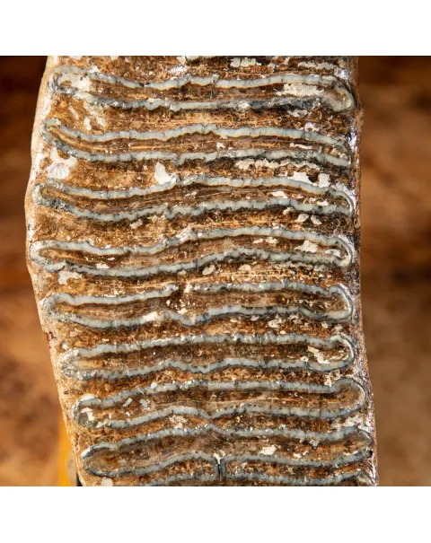 Molare di Mammut