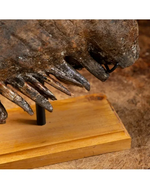 Molare di Mammut