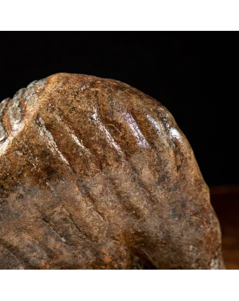 Molare di Mammut