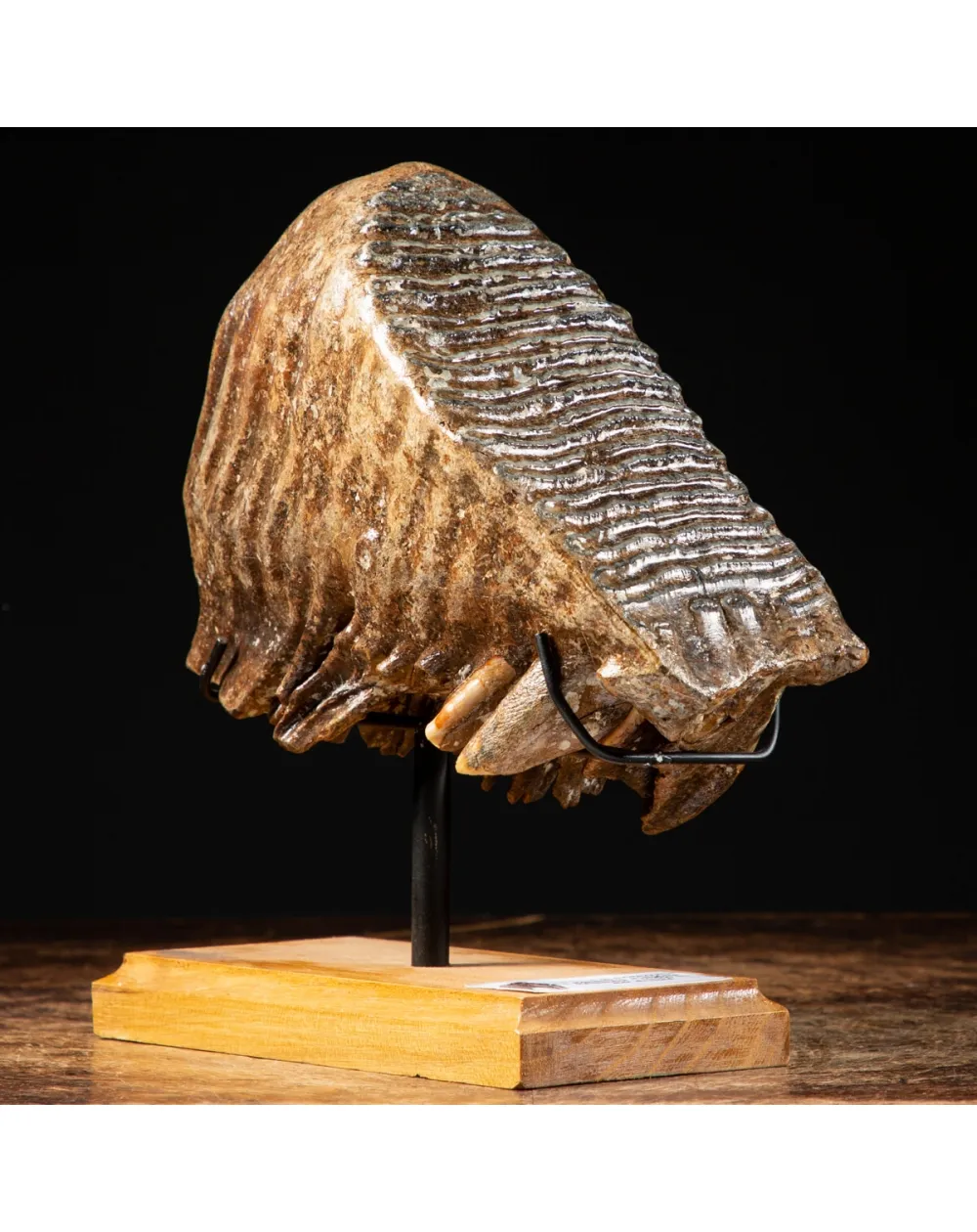 Molare di Mammut