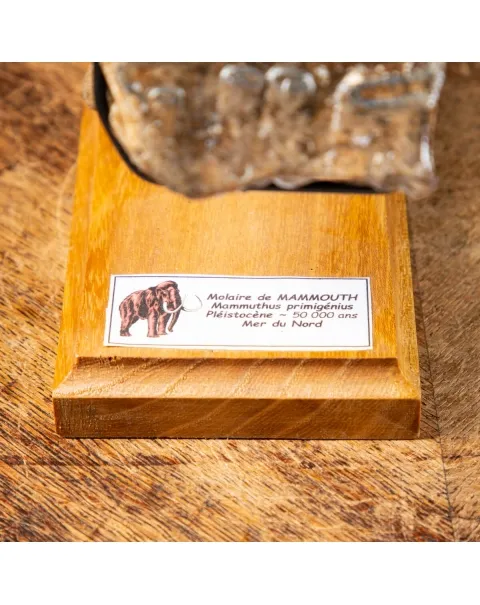 Molare di Mammut