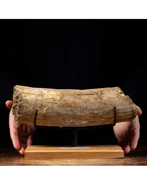 Zanna di Mastodonte
