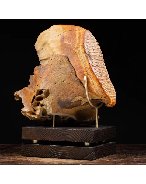Molare di Mammut