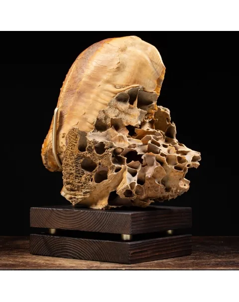 Molare di Mammut