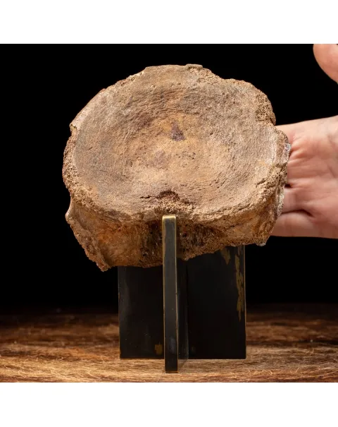 Vertebra Mammuthus Primigenius