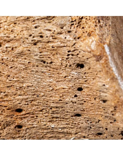 Vertebra Mammuthus Primigenius