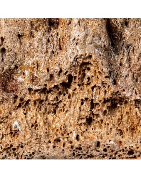Vertebra Mammuthus Primigenius