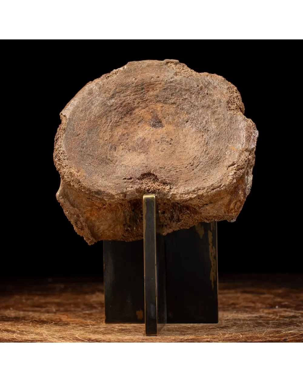 Vertebra Mammuthus Primigenius