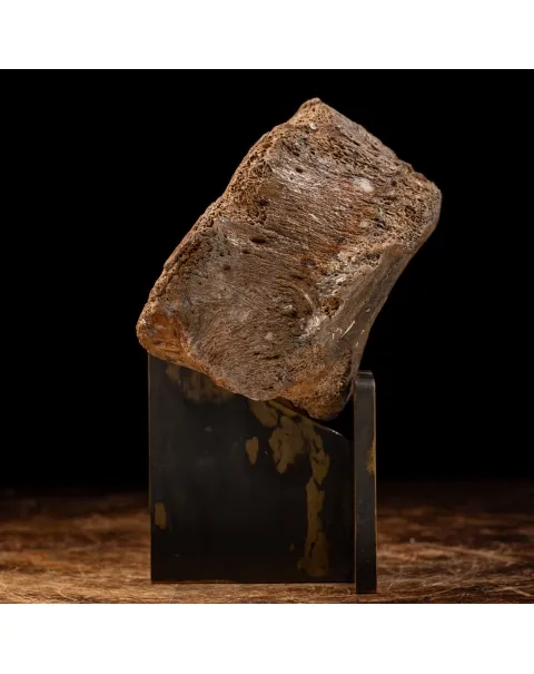Vertebra Mammuthus Primigenius