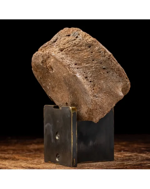 Vertebra Mammuthus Primigenius