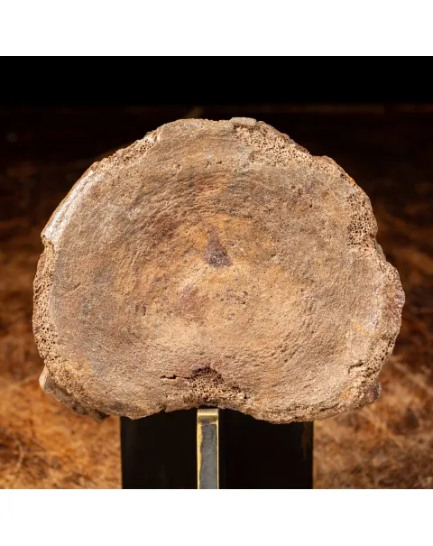 Vertebra Mammuthus Primigenius