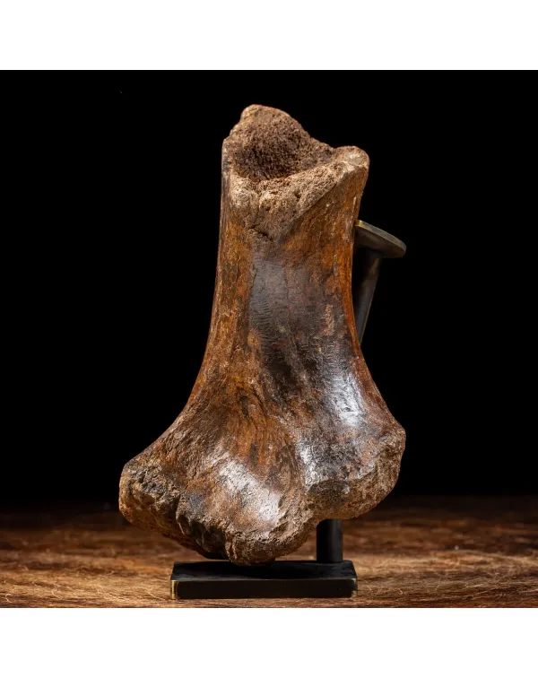 Tibia Mammuthus Primigenius