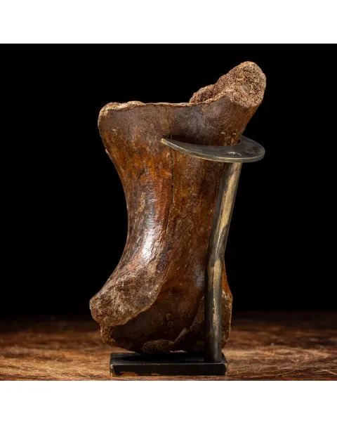 Tibia Mammuthus Primigenius