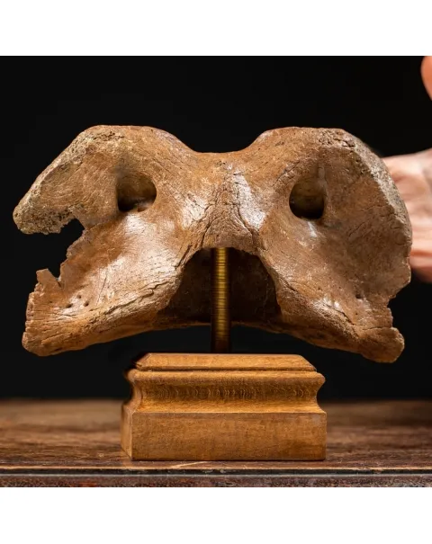 Vertebra Bison Priscus