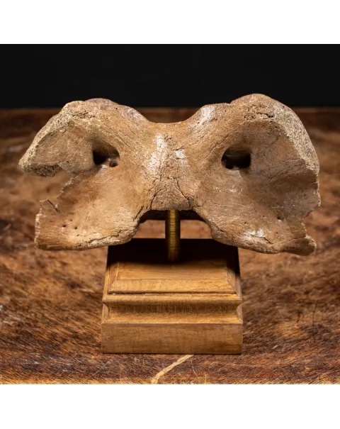 Vertebra Bison Priscus