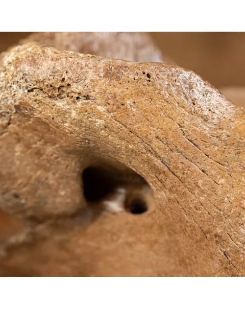 Vertebra Bison Priscus