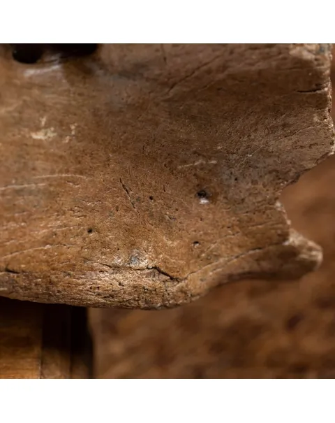 Vertebra Bison Priscus
