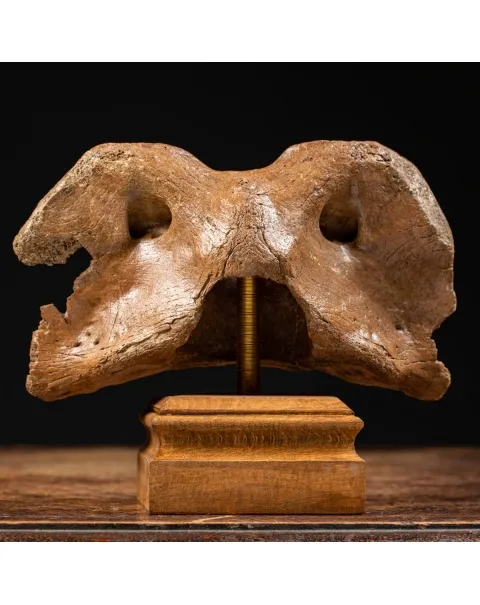 Vertebra Bison Priscus