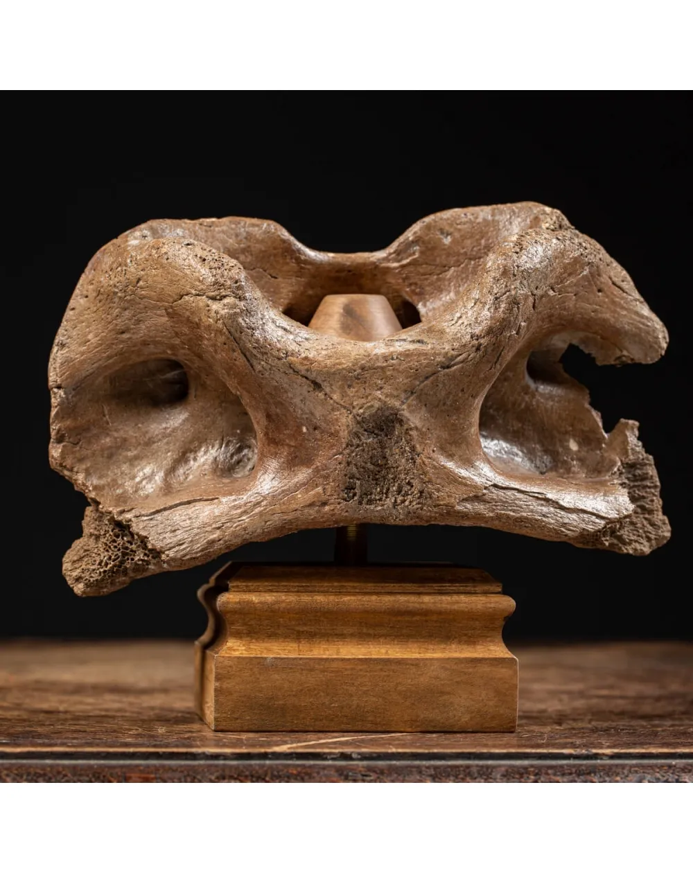 Vertebra Bison Priscus