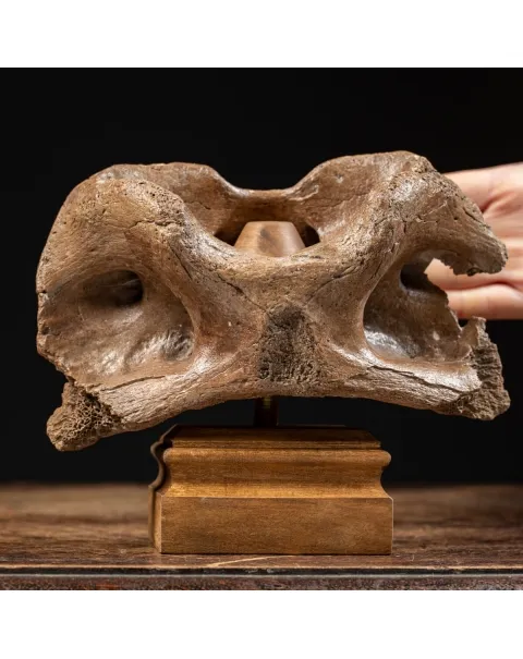 Vertebra Bison Priscus