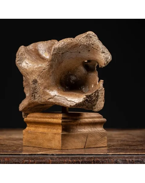 Vertebra Bison Priscus