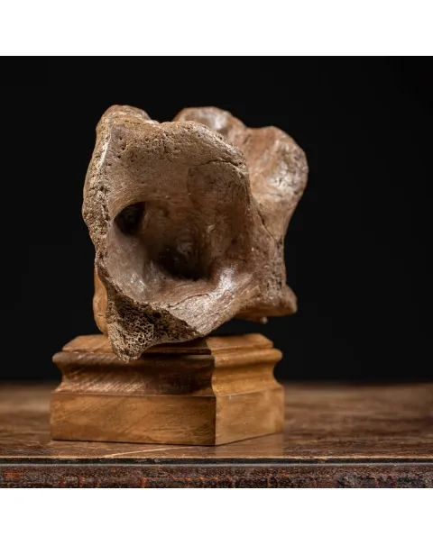 Vertebra Bison Priscus