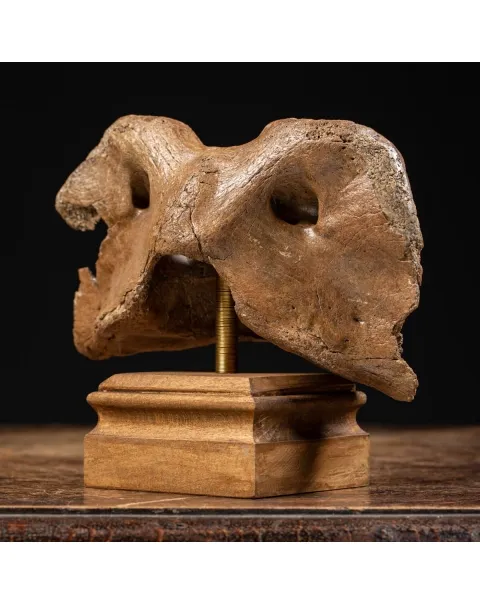 Vertebra Bison Priscus