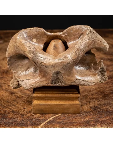 Vertebra Bison Priscus