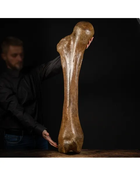 Femore di Mammut