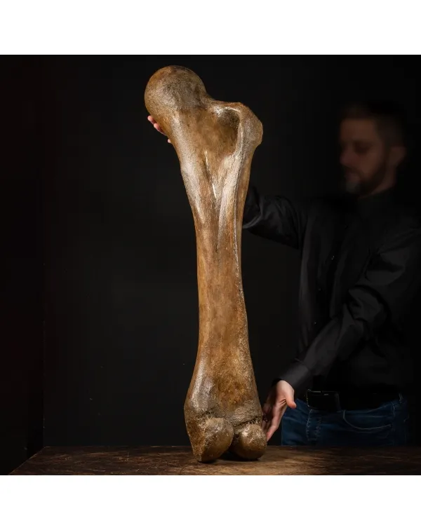 Femore di Mammut