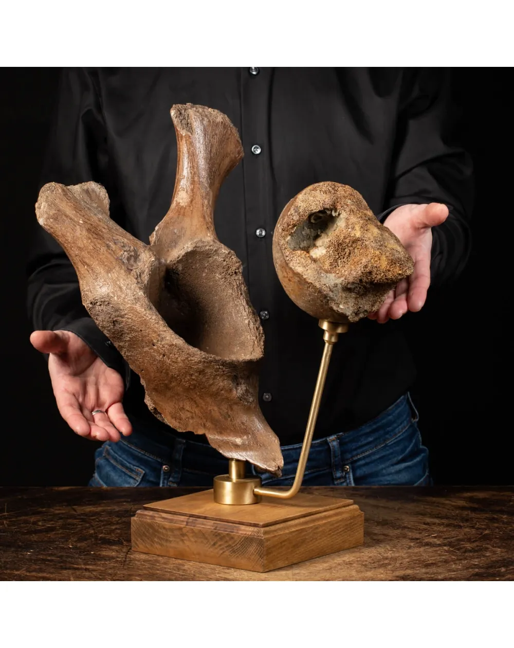 Acetabolo Bacino di Mammut