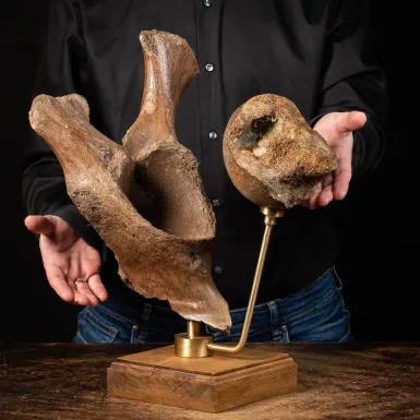 Acetabolo Bacino di Mammut