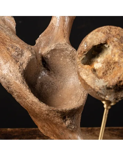 Acetabolo Bacino di Mammut