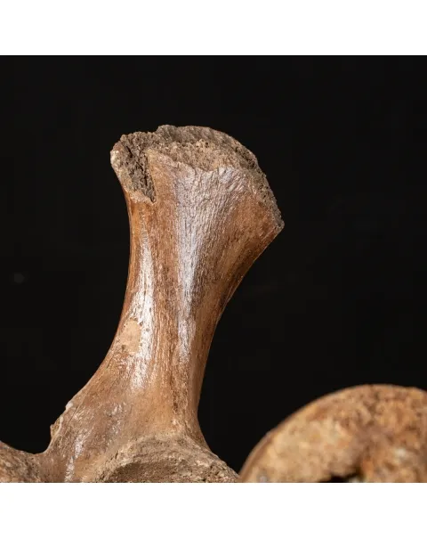 Acetabolo Bacino di Mammut