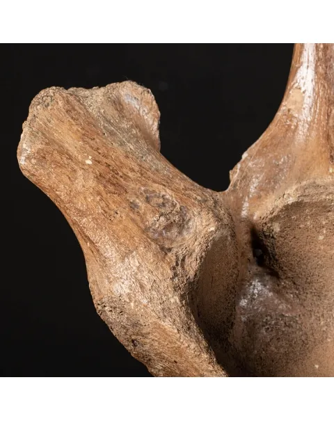 Acetabolo Bacino di Mammut