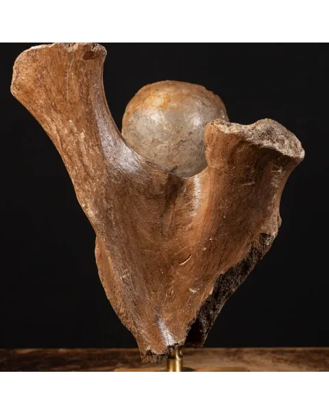 Acetabolo Bacino di Mammut