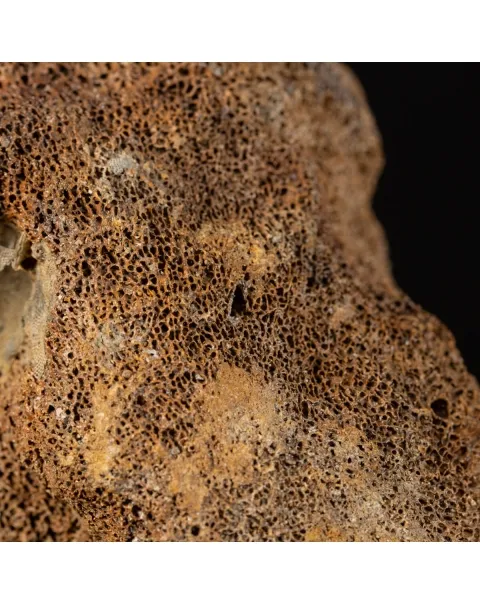 Acetabolo Bacino di Mammut