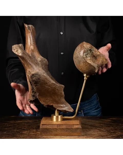 Acetabolo Bacino di Mammut
