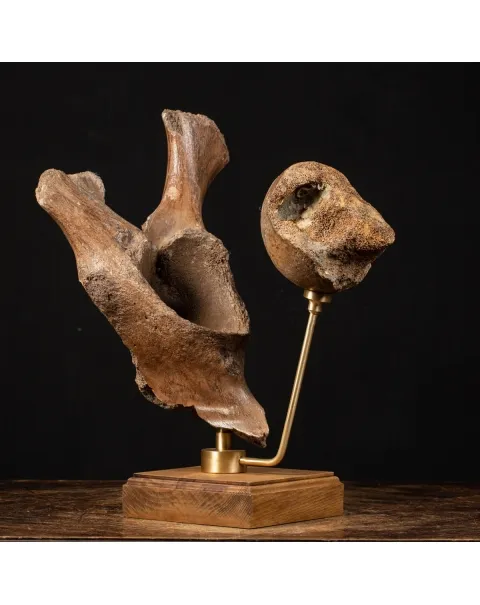 Acetabolo Bacino di Mammut